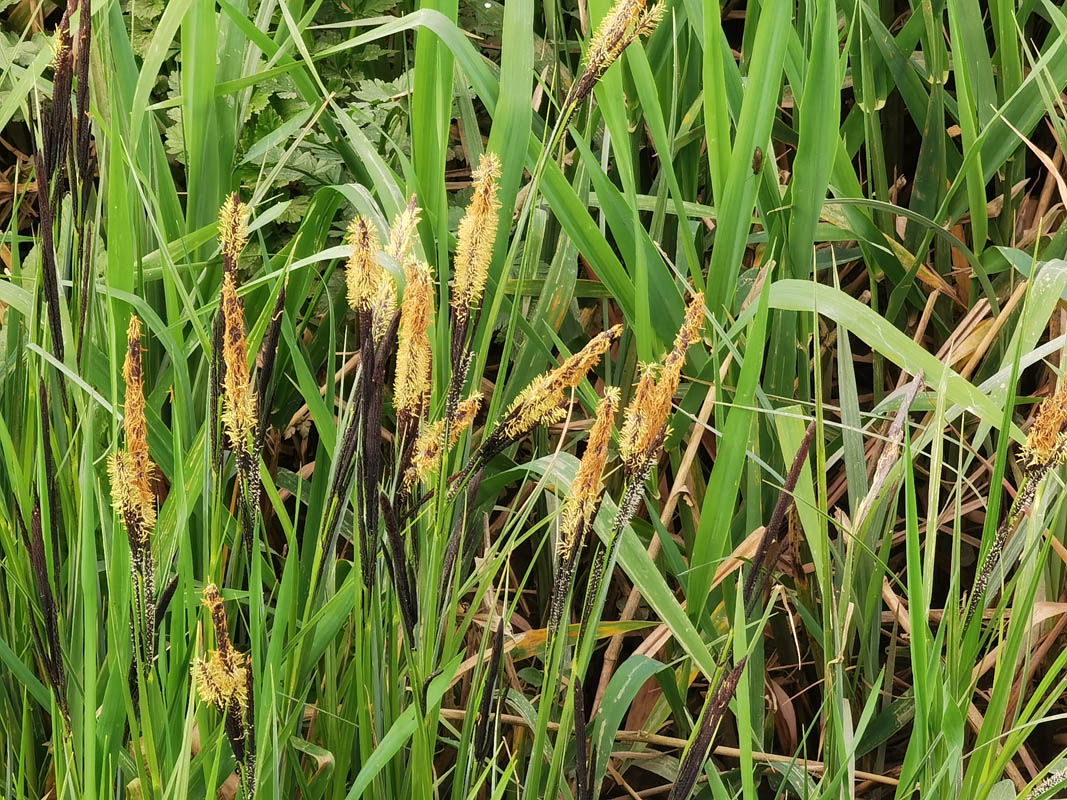 Carex acutiformis